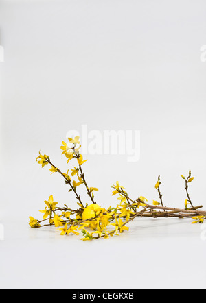 Frohe Ostern mit gelben Frühlingsblumen und einem bemalten gelben Ei auf weißem Hintergrund Ausschnitt aus isoliertem vertikalem Format in USA Hi-res Stockfoto