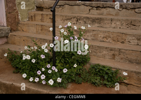 Blumen auf Schritte Stockfoto