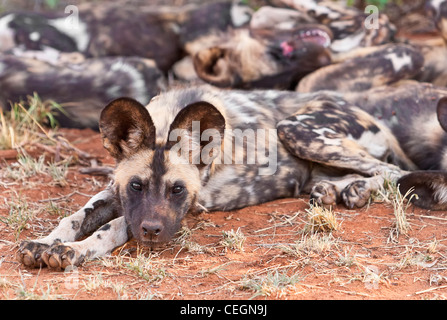 Afrikanischer Wildhund (Lycaon pictus) afrikanisch bemalter Hund, der auf dem Boden liegt. Madikwe Game Reserve, Südafrika Stockfoto