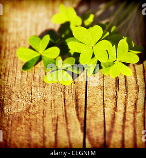 Frischen Klee Blätter über hölzerne Hintergrund, grüne Frühling Blumen Grenze, lucky Shamrock, St. Patrick es Tag Urlaub symbol Stockfoto