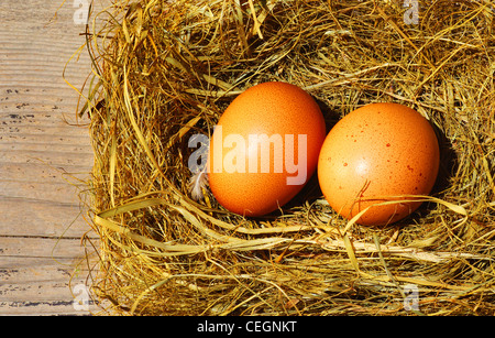 Zwei goldenen Eiern mit winzigen Federn isoliert über Trockenrasen Stockfoto