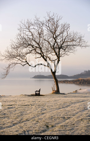 Am frühen Morgen die Sonne auf einem einzigen Baum im Dalgety bay Fife. Stockfoto
