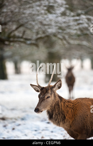 Ein männlicher Rothirsch Cervus elaphus in Bushy Park in London. Stockfoto