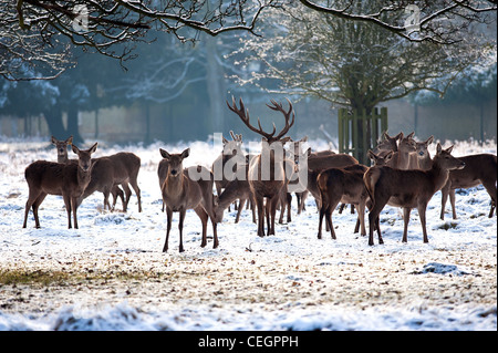 Eine Herde von Rotwild in Bushy Park in London. Stockfoto