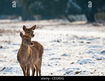 Zwei weibliche Rothirsche in Bushy Park in London. Stockfoto