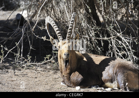 Ein Steinbock (Bergziege) in Ein Avdat Nationalpark, Israel. Stockfoto