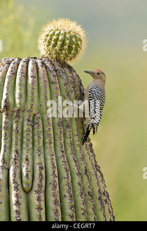 Gila Specht am Kaktus an Sonora Desert Museum, Tucson, Arizona Stockfoto