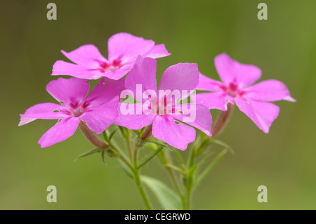Phlox Spp, Paynes Prairie Zustand zu bewahren, Micanopy, Florida Stockfoto