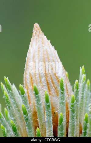 Longleaf Pine stammen und Knospe, Closeup, Morningside Nature Center, Gainesville, Florida Stockfoto