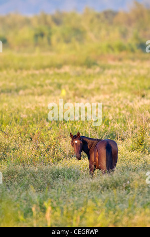 Wildpferd auf Paynes Prairie State bewahren, Gainesville, Florida Stockfoto