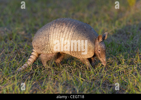 Gürteltier Nahrungssuche in Kuhweide, Okeechobee County, Florida Stockfoto