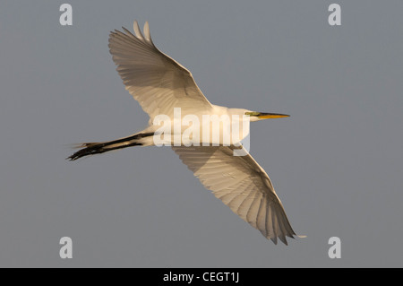 Silberreiher im Flug, Okeechobee, Florida Stockfoto