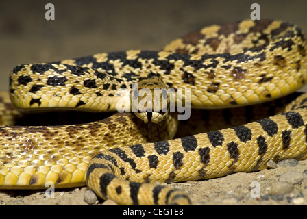 Sonora Gopher Snake, (Pituophis Catenifer Affinis), Ojito Wildnis, Sandoval County, New Mexico, USA. Stockfoto