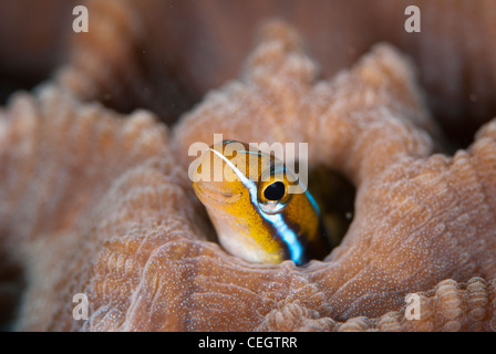 Ein Fang Blenny (Plagiotremus Rhinorhynchos) hat ein herausgreifen von seiner Burrow. Genommen in Nord-Sulawesi Stockfoto