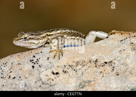 Südwestlichen Zaun-Eidechse, (Sceloporus Cowlesi), Ojito Wildnis, Sandoval County, New Mexico, USA. Stockfoto