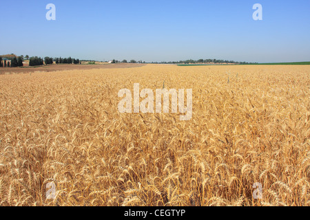 Horizontale orientiertes Bild der Weizenfeld reif für die Ernte unter blauem Himmel in Israel. Stockfoto