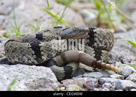 Männliche gebändert Rock Klapperschlange, (Crotalus Lepidis Klauberi), Gila Wilderness, Grant County, New Mexico, USA. Stockfoto