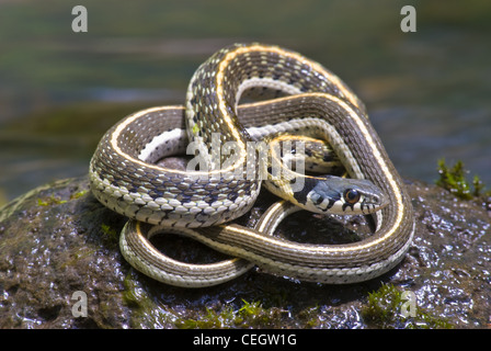 Western Schwarzhals-Garter Snake, (Thamnophis Cyrtopsis Cyrtopsis), Gila Wilderness, Grant County, New Mexico, USA. Stockfoto