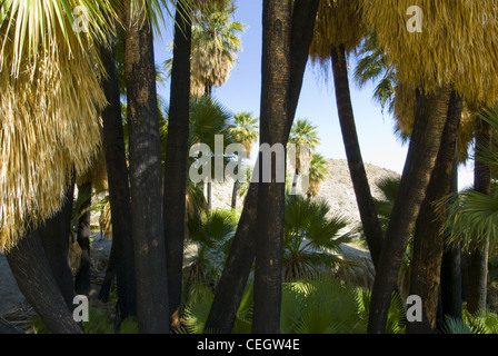 California Fan Palmen, (Washingtonia Filifera), Anza Borrego Desert State Park, San Diego, Kalifornien, USA. Stockfoto