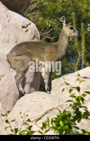 Klipspringer, (Oreotragus Oreotragus), San Diego Zoo, USA. Stockfoto