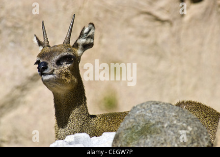 Klipspringer, (Oreotragus Oreotragus), San Diego Zoo, USA. Stockfoto