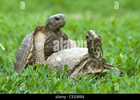 Paarung Wüste Dosenschildkröten (Terrapene Ornata Luteola), Albuquerque, New Mexico, USA. Stockfoto