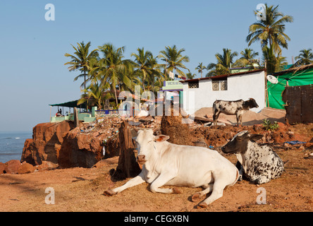 Kühe, die oben auf den Klippen in Anjuna, Goa ruhen Stockfoto