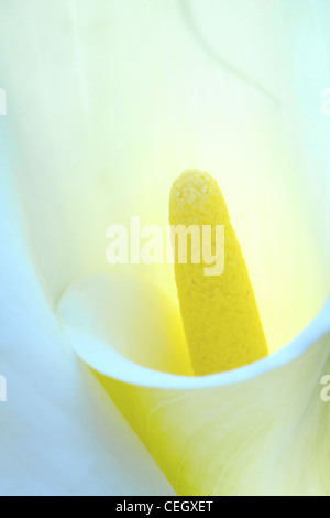 hinterleuchtete Nahaufnahme von weißen Calla Lilly - Zantedeschia Aethiopica 'Crowborough' Stockfoto