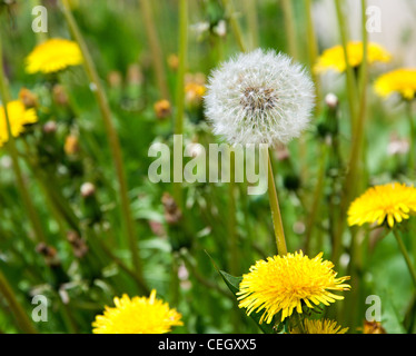 Detailbild des weißen Löwenzahn. Stockfoto