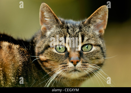 Hauskatze (Felis Catus) Großaufnahme zeigt große Schnurrhaare Stockfoto