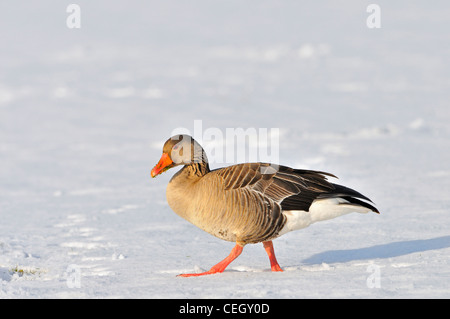 Graugans / Graylag Gans (Anser Anser) auf Nahrungssuche im Schnee im Winter, Niederlande Stockfoto