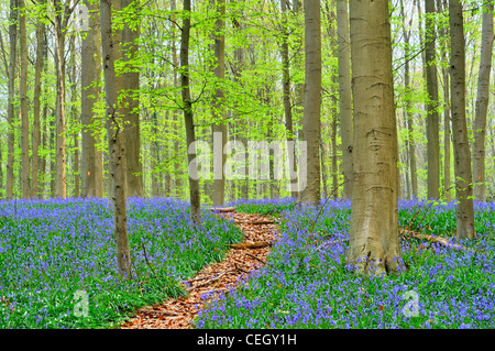 Pfad schlängelt sich durch Glockenblumen (Endymion Nonscriptus) im Wald Buche (Fagus Sylvatica), Hallerbos, Belgien Stockfoto