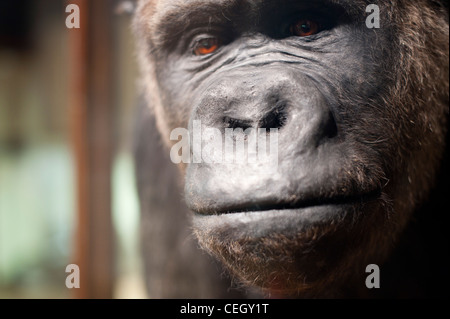 Gefüllte Gorilla - Alfred Ape Stockfoto