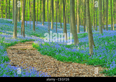 Pfad schlängelt sich durch Glockenblumen (Endymion Nonscriptus) im Wald Buche (Fagus Sylvatica), Hallerbos, Belgien Stockfoto