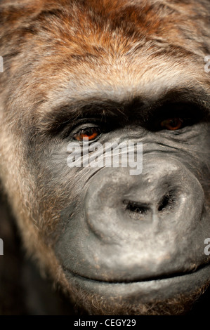 Gefüllte Gorilla - Alfred Ape Stockfoto
