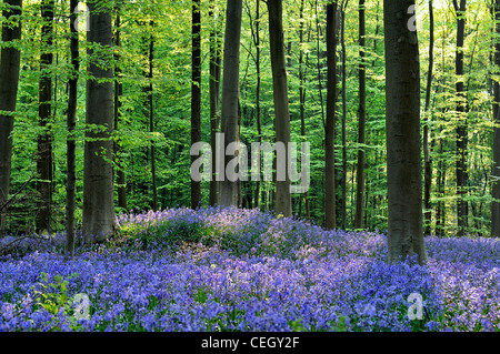 Glockenblumen (Endymion Nonscriptus) im Wald Buche (Fagus Sylvatica), Hallerbos, Belgien Stockfoto