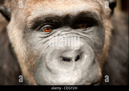 Gefüllte Gorilla - Alfred Ape Stockfoto
