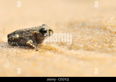 9 Wochen alte Grasfrosch (Rana Temporaria) juvenile Froglet auf Sand, Niederlande