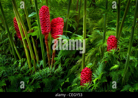 Bienenstock Ingwer. Zingiber Spectabile. Hawaii Tropical Botanical Gardens. Hawaii, Big Island. Stockfoto