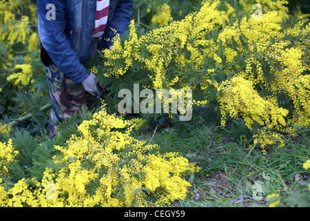 Ernte von Mimosen auf die Riviera in Frankreich Stockfoto