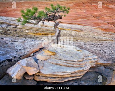 Bonsa Ponderosa-Kiefer um ihr Überleben kämpfen und Cherboard Mesa. Zion Nationalpark, Utah. Stockfoto