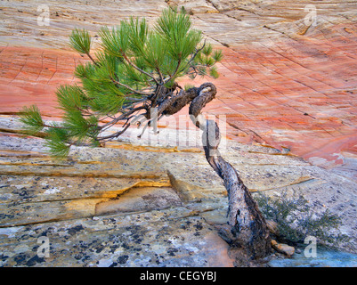 Bonsa Ponderosa-Kiefer um ihr Überleben kämpfen und Cherboard Mesa. Zion Nationalpark, Utah. Stockfoto