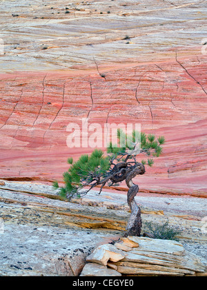 Bonsa Ponderosa-Kiefer um ihr Überleben kämpfen und Cherboard Mesa. Zion Nationalpark, Utah. Stockfoto