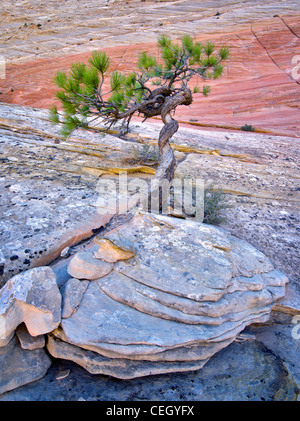 Bonsa Ponderosa-Kiefer um ihr Überleben kämpfen und Cherboard Mesa. Zion Nationalpark, Utah. Stockfoto