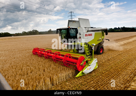 Gerste geerntet, indem man ein Claas kombinieren in einem Feld in Kent Stockfoto