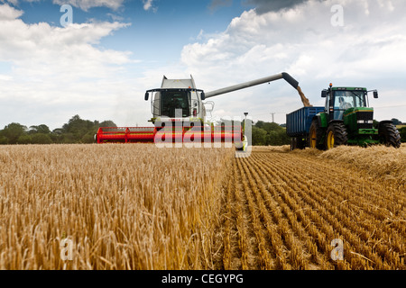 Gerste wird in der Grafschaft Kent mit einem Mähdrescher geerntet. Das Getreide wird dann in Anhänger entleert und ergriffen, um die Getreidespeicher. Stockfoto
