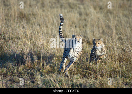 Weibliche Cheetah und Cub, Acinonyx Jubatus, zusammen zu spielen. Masai Mara, Kenia. Stockfoto