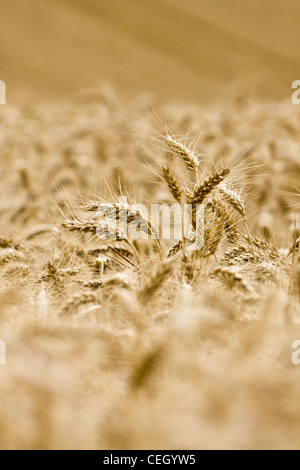 Souisson Weizen geerntet werden, auf der Farm auf der North Downs, Surrey, uk Stockfoto