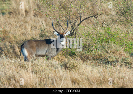 Männliche gemeinsame Wasserbock, Kobus Ellipsiprymnus stehen. Masai Mara, Kenia. Stockfoto