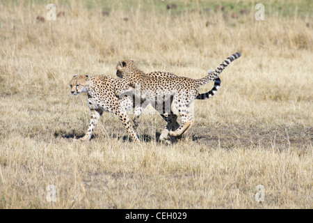 Weibliche Gepard, Acinonyx Jubatus und Cub zusammen zu spielen. Masai Mara, Kenia. Stockfoto